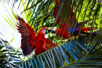 DeFi Project Parrot Puts Fate of Over M Treasury, PRT Token, to Vote