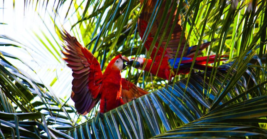 DeFi Project Parrot Puts Fate of Over M Treasury, PRT Token, to Vote