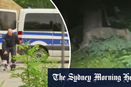 Escaped lioness sparks Berlin police chase
