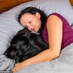 Revealed: The best dog breeds to share your bed with, ranked by experts (and which pooches will lead to a ruff night’s sleep)